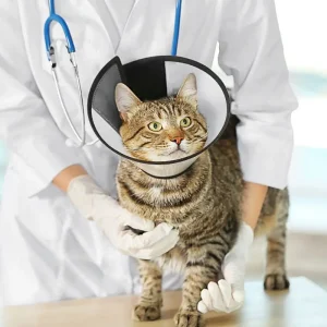 gato